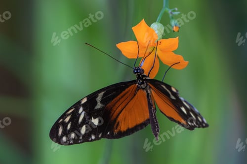 Preview: Beautiful tiger heliconian (Heliconius ismenius) butterfly on a vibrant orange flower