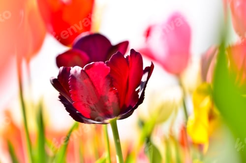 Preview: one colourful dark red tulips in the field