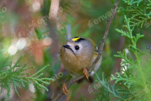 Preview: Goldcrest, regulus regulus. The smallest bird of Eurasia sits on a thuja tree branch