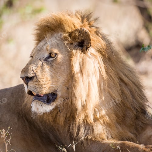 Preview: Big male lion rests in Africa