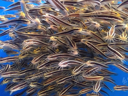 Preview: I don't know what it is, it looks like a small catfish