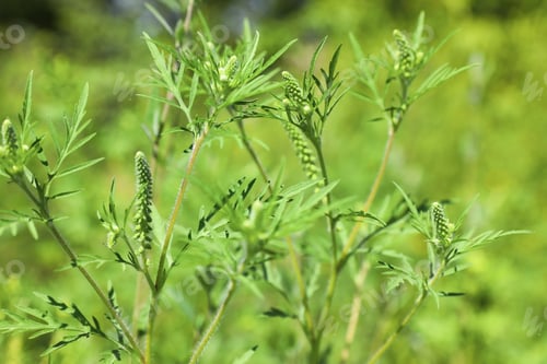 Preview: Blooming ragweed plant (Ambrosia genus) outdoors, closeup. Seasonal allergy