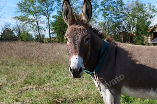 Preview: A brown donkey with tall ears standing in a green field. The blurred background enhances the focus