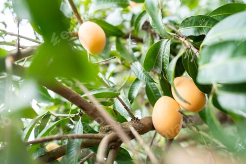 Preview: Thai Plango fruit or Boueaburmanica Griff, Tropical fruit calling Ma Yong Chid in orchard