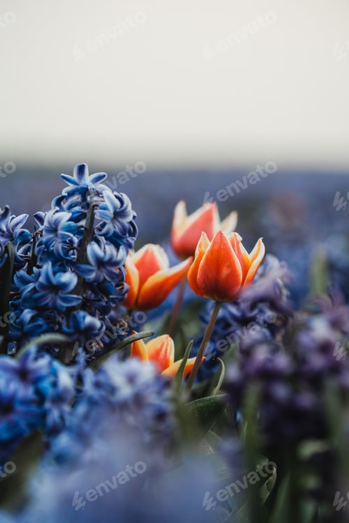 Preview: Colourful tulip fields, captured in The Netherlands during Spring season