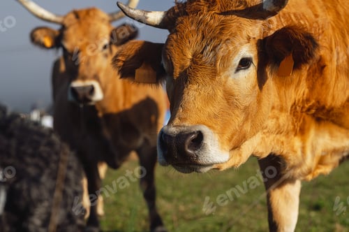 Preview: extensive livestock farming and rural economy