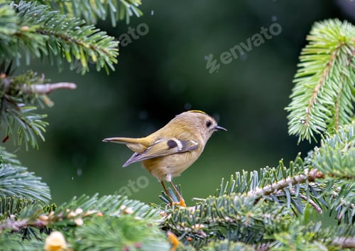 Preview: Small Yellow-headed Kinglet perched on a snow-covered pine branch