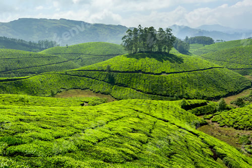 Preview: Tea plantations