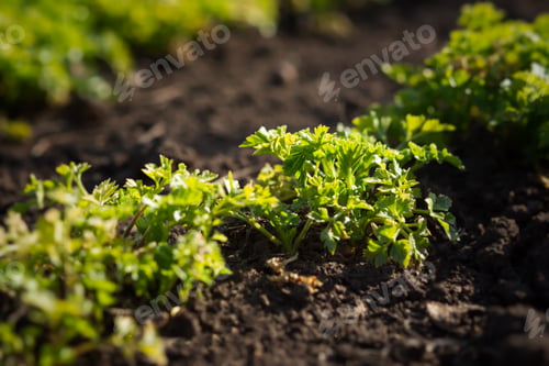 Preview: Parsley grows in the garden in the garden bed.