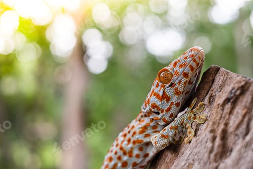 Preview: Tokay gecko clings into a tree