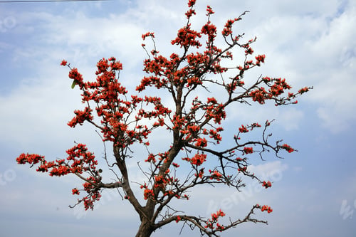 Preview: Palash flower tree, Butea Monosperma or palash flower