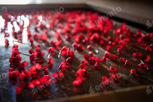 Preview: red poppies flower remember ANZAC fallen heros names memorial