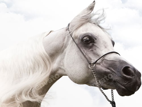Preview: arabian, horse, mare, stallion, riding
