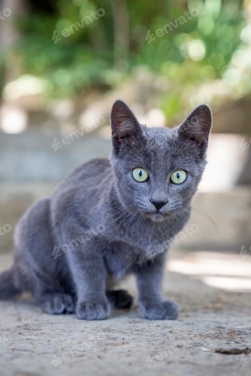 Preview: kitten