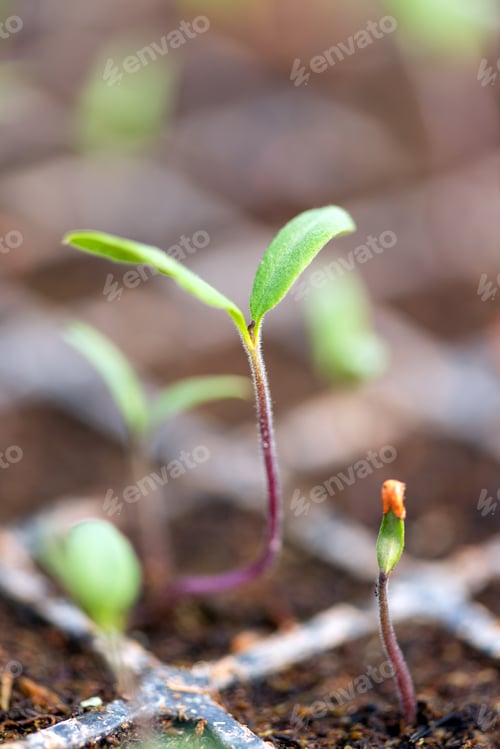 Preview: Small seedlings growing in cultivation tray