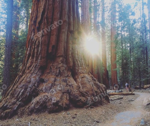 Preview: Group of friends walking through Sequoia National Forest during golden hour