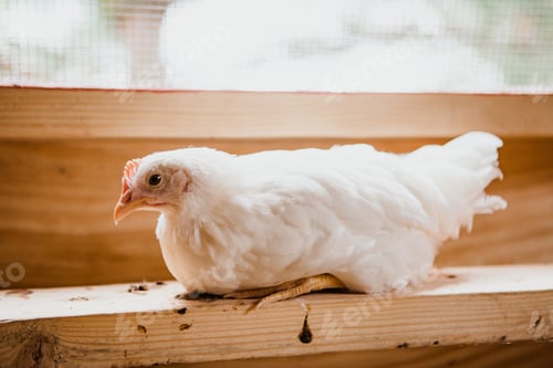 Preview: White hen chicken on a beam of wood inside a chicken coop