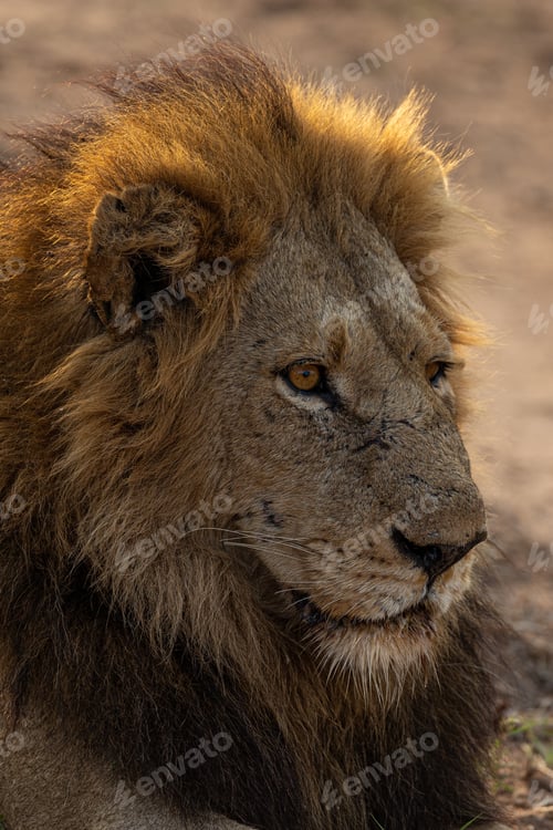 Preview: An up-close portrait of a male lion, Panthera leo.