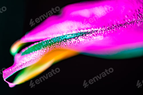 Preview: macro view of tropical leaf with water drops and color filter, isolated on black