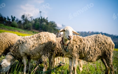 Preview: sheep on farmland