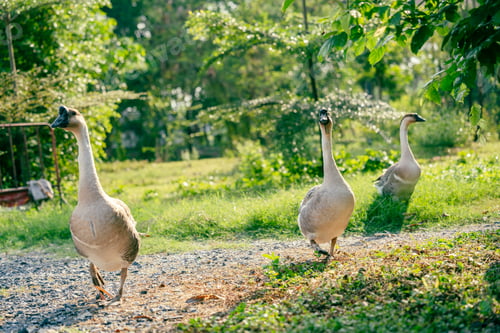 Preview: Flock of domestic geese on a green meadow. Summer green rural farm landscape