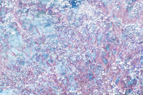 Preview: Magic picture beautiful small white flowers and blur background