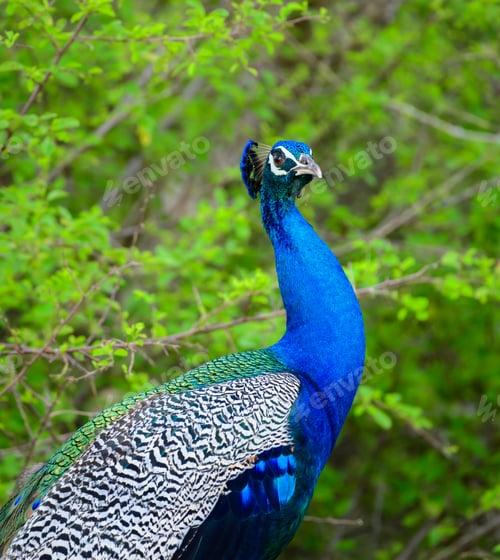 Preview: Indian Peafowl stands on the ground with its head raised