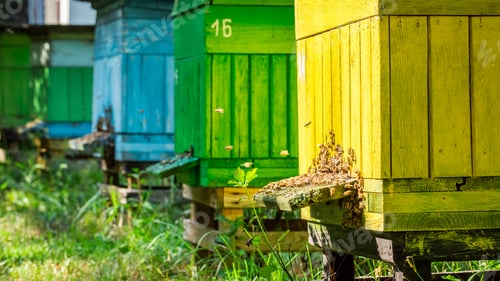 Preview: Full of honey beehives in garden in summer, Poland