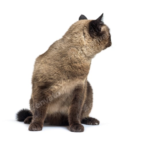 Preview: Crossbreed cat looking backwards, isolated on white