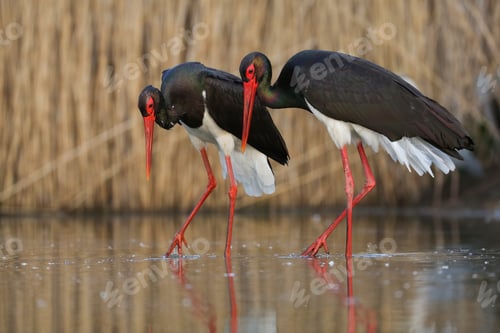 Preview: Couple of black storks walking side by side during courting ritual in wetland