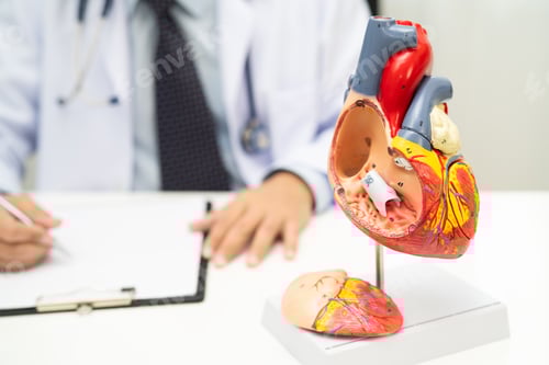 Preview: Cardiovascular disease CVD, Asian doctor holding human anatomy