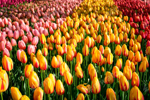 Preview: Blooming tulips flowerbed in Keukenhof flower garden, Netherlands