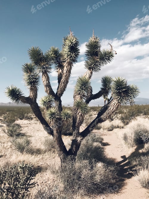 Preview: Joshua tree