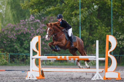 Preview: Young woman riding horseback jumping over the hurdle on showjumping course