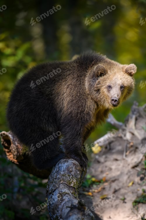 Preview: Wild Brown Bear (Ursus Arctos) in the summer forest. Animal in natural habitat