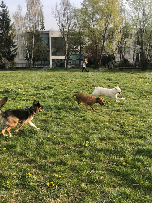 Preview: Dogs playing