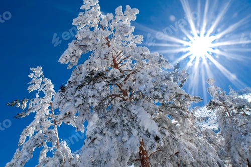 Preview: Scot Pine Forest, Sierra de Guadarrama National Park, Spain