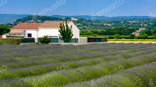 Preview: Field of lavender in Provence