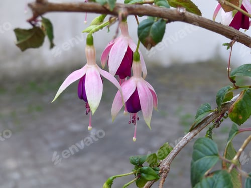 Preview: Blooming Fuchsia flower with vibrant green leaves set