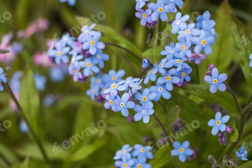 Preview: Spring flowers. blue forget-me-not flowers close-up. natural flower background