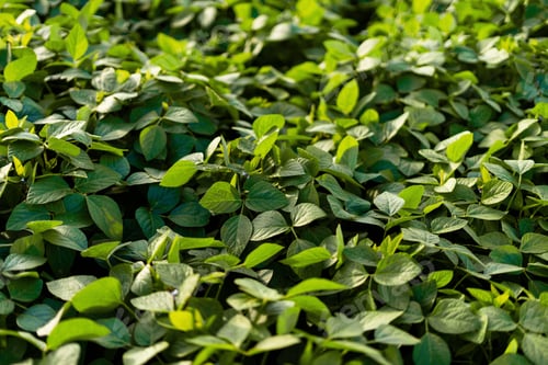 Preview: Field of soybean plants growing in an agricultural landscape