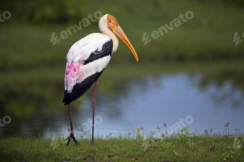 Preview: Selective focus of an Indian beak bird standing near the pond in the Sri Lanka park