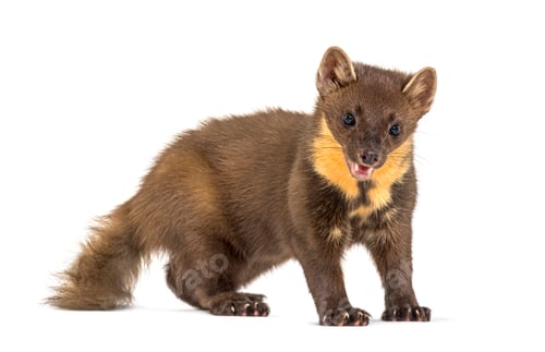 Preview: Pine marten standing, isolated on white