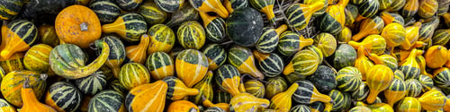 Preview: pumpkin harvest fresh colored different types and varieties of pumpkins food snack outdoor