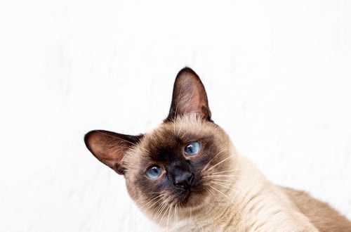 Preview: Cute siamese cat, pet animal.