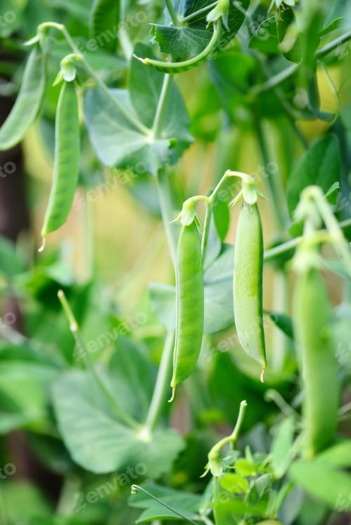 Preview: The green peas in the vegetable garden