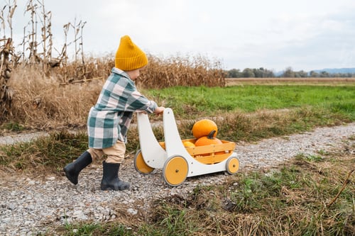 Preview: Little boy pushing children wooden wagon full of pumpkins in pumpkin patch.