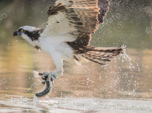 Preview: Osprey (Pandion haliaetus) catching a fish