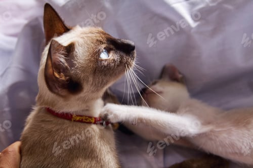Preview: Kitten cat cute animal pet background