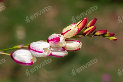 Preview: Sparaxis, white ixia, harlequin flower, wandflower, corn lilies